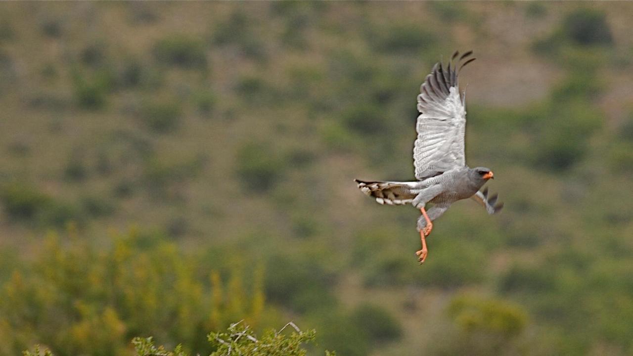 Mount Camdeboo Private Game Reserve By Newmark Graaff-Reinet Eksteriør billede