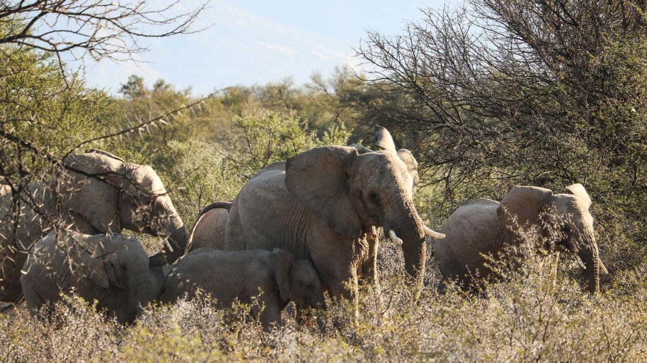 Mount Camdeboo Private Game Reserve By Newmark Graaff-Reinet Eksteriør billede